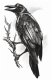 Tattoo FX | Goth Raven