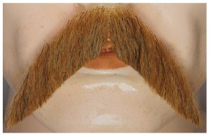 Walrus Moustache Chestnut Brown